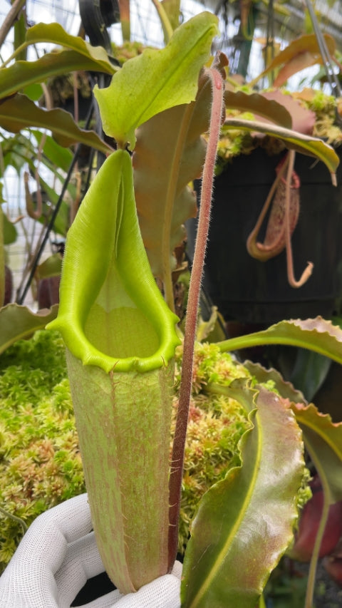 Nepenthes maxima "Sulawesi wavy leaf" Clone 1 BE-3907 Potted