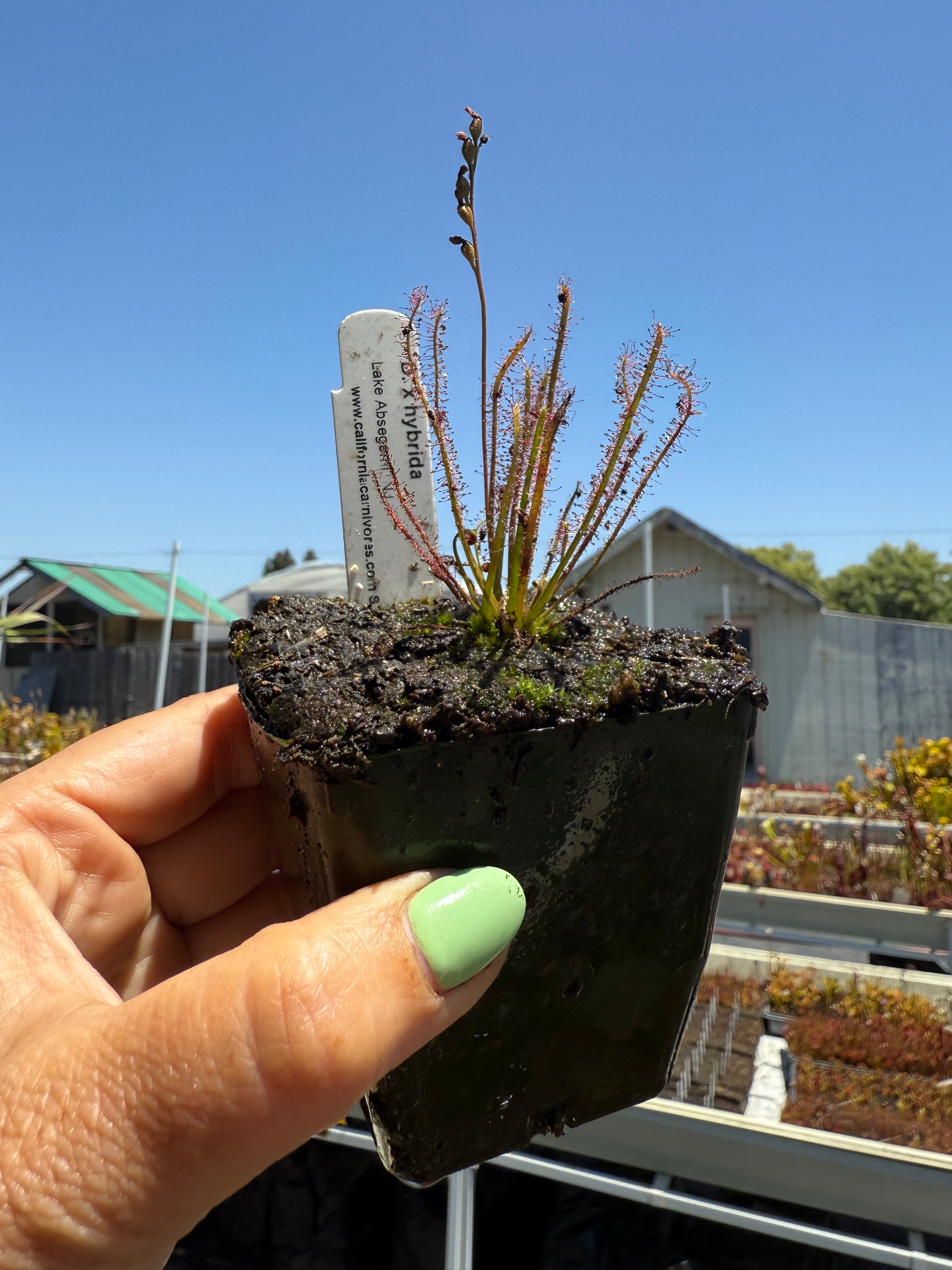 Drosera hybrida sundew Drosera hybrida sundew