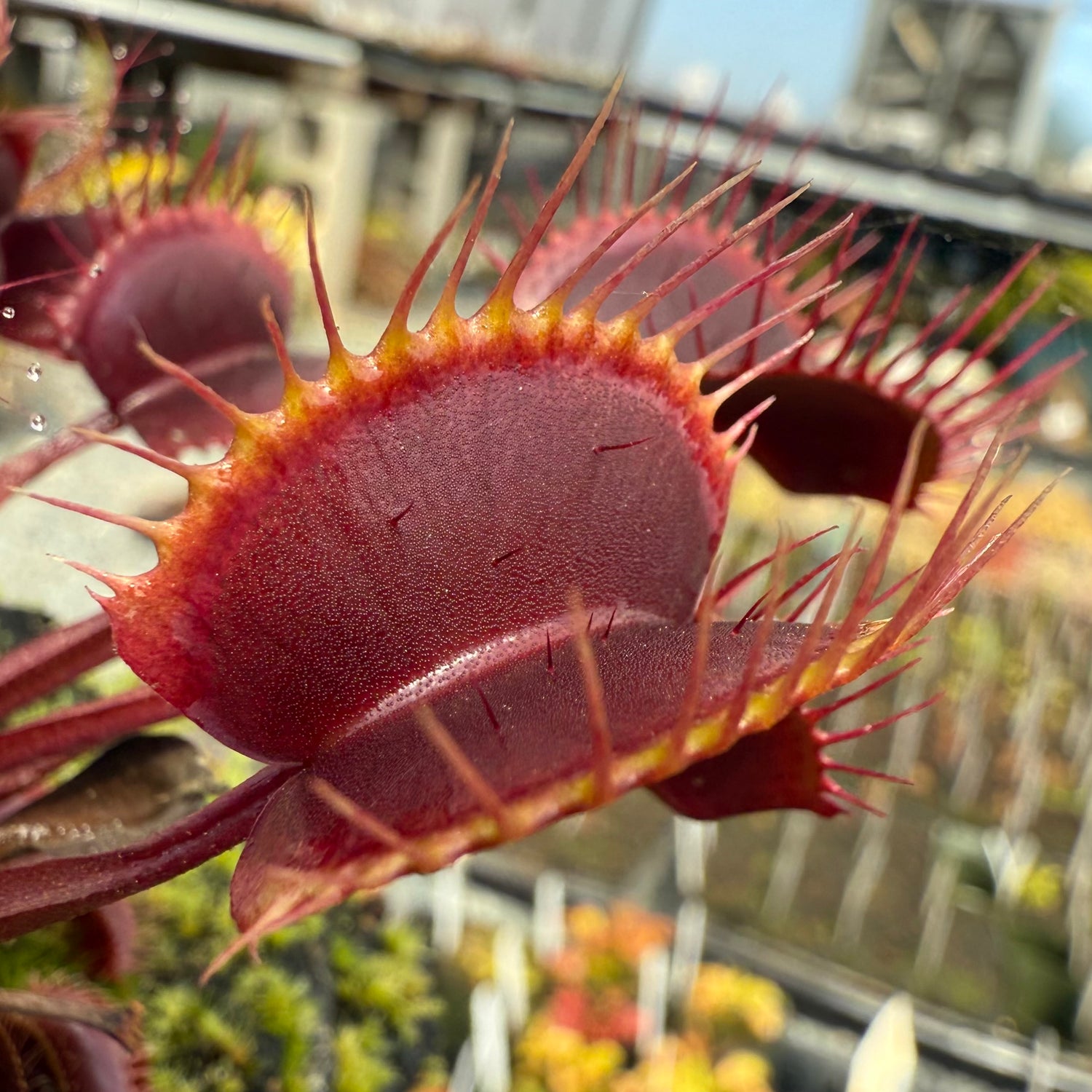 Dionaea m. “Royal Ruby” Potted