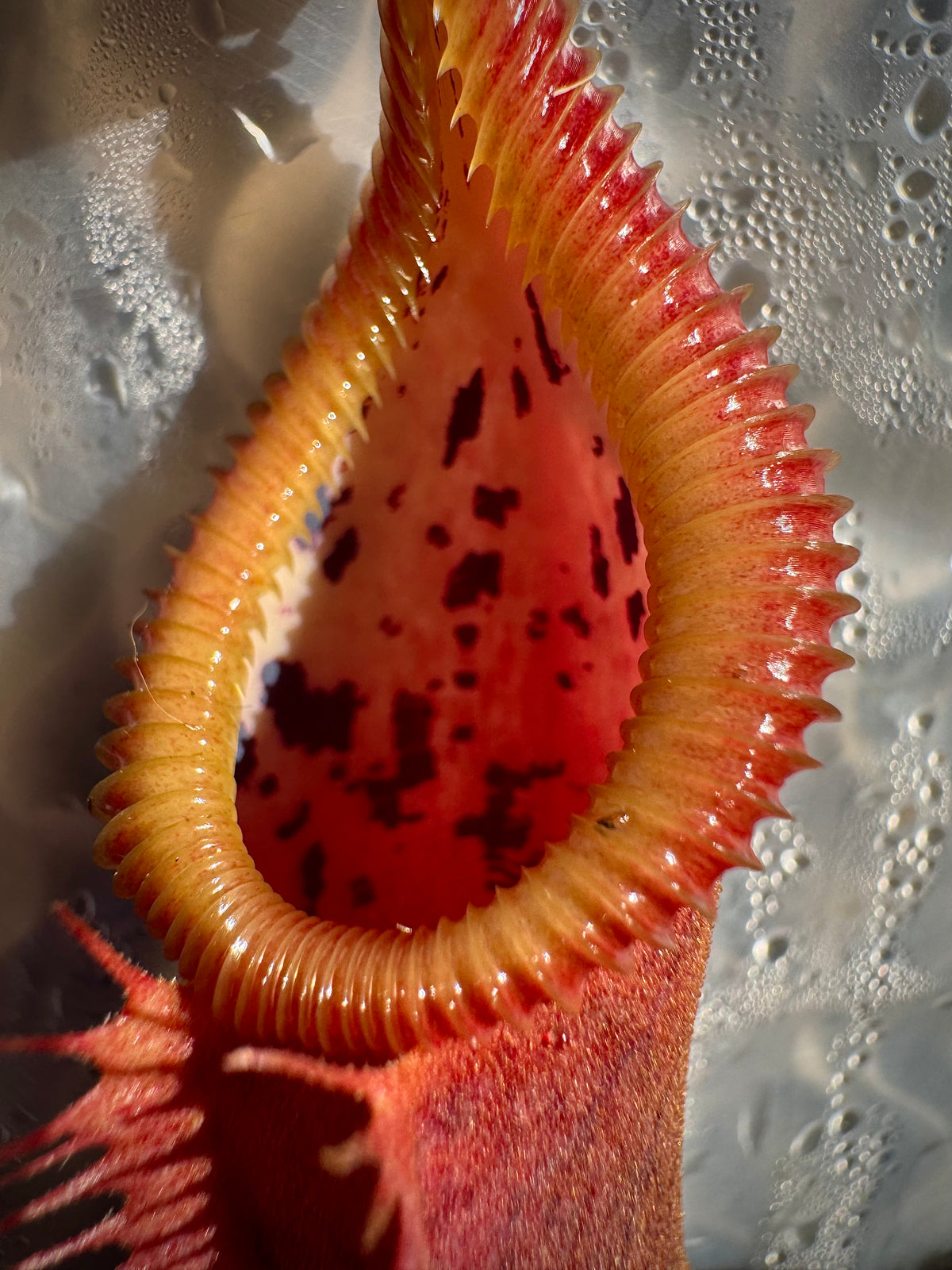 Nepenthes spathulata x edwardsiana “Giant” CalCarn Seed-Grown Potted