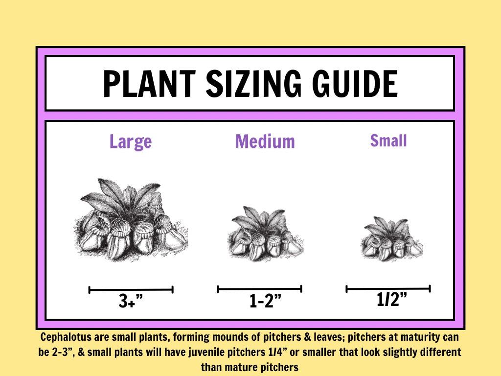A size chart shows three sizes of Cephalotus, small, medium and large 