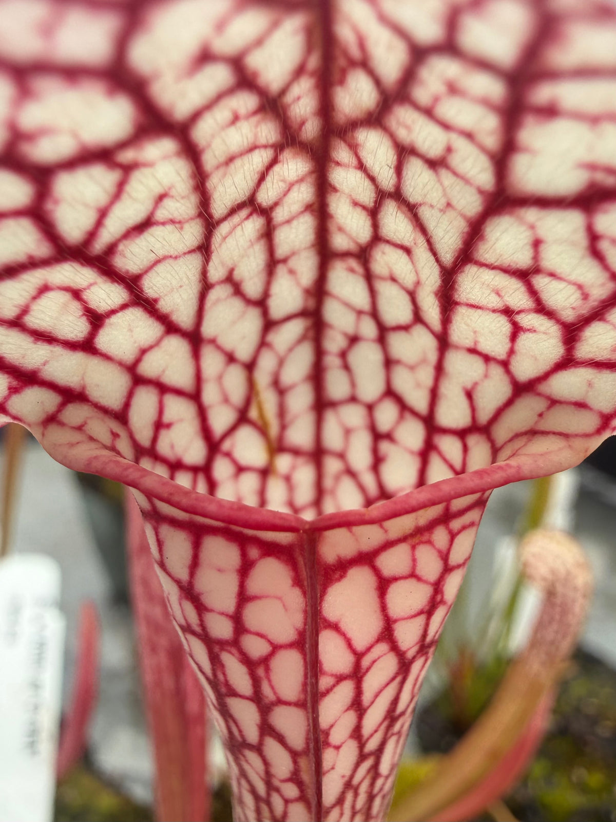 Close-up of a pitcher plant with intricate red and white patterns.