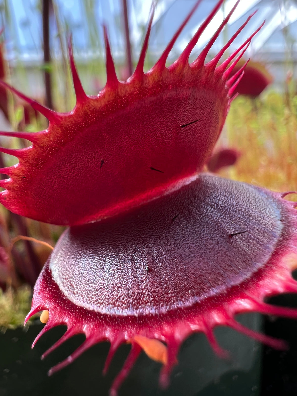A red Venus flytrap grows in an outdoor setting 