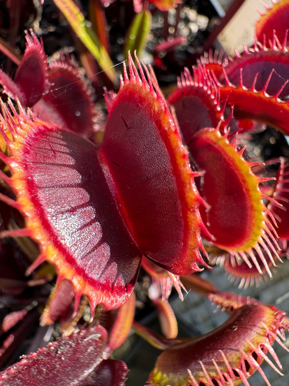A red Venus flytrap grows in an outdoor setting 