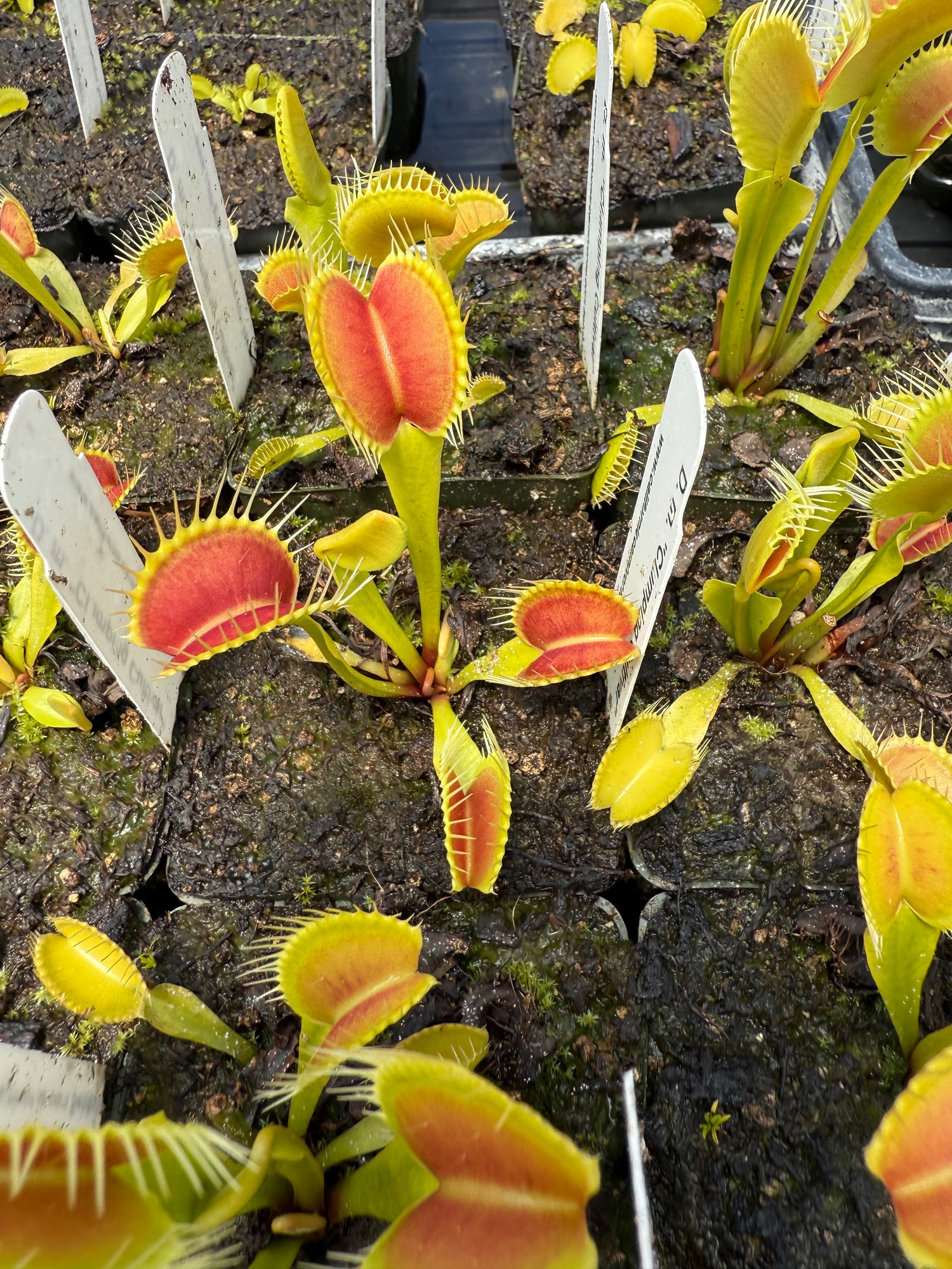 Dionaea m. “Clumping Cultivar” JH Potted