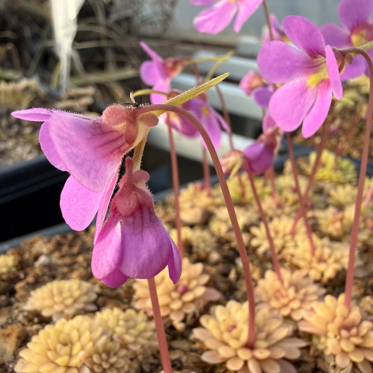 Pinguicula x “Kaiberdo” BARE ROOT