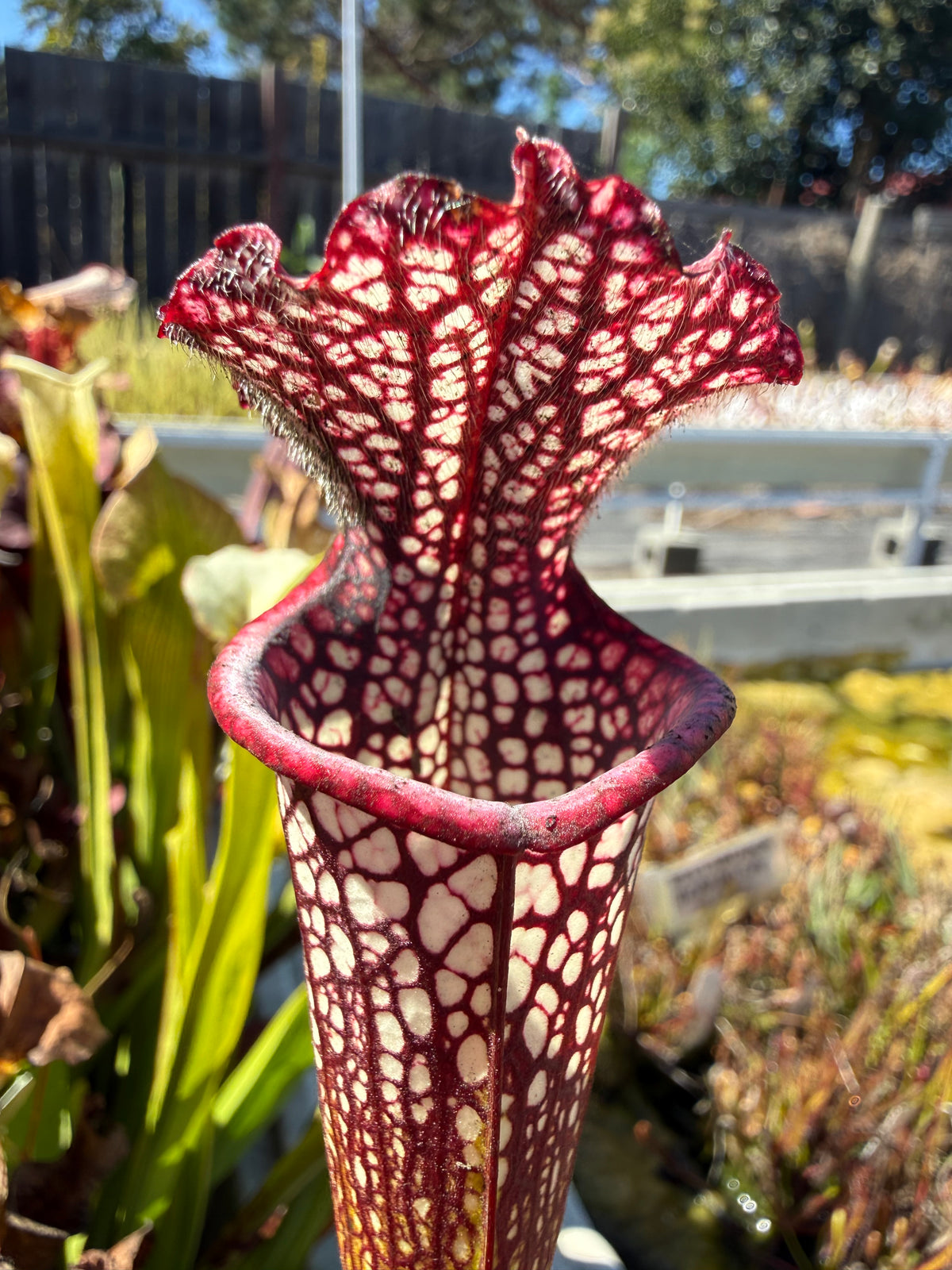 Sarracenia ( x ‘Leah Wilkerson’ ) x leucophylla ‘Black Sheer’ Potted