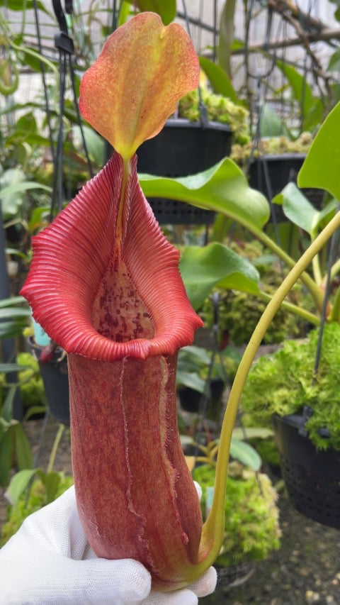 Nepenthes ( x trusmadiensis) x robcantleyi Potted