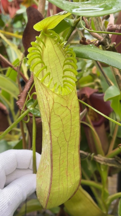 Nepenthes hamata “Lumut, Best Selected Clone” Potted