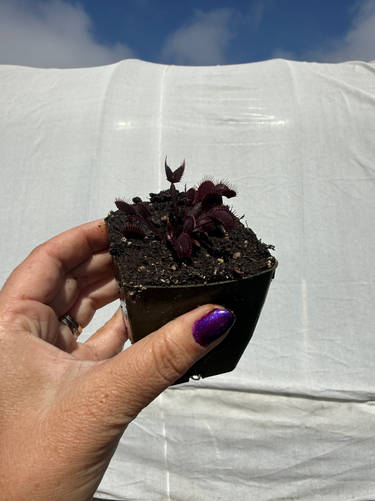 Dionaea m. “Vecna” Potted