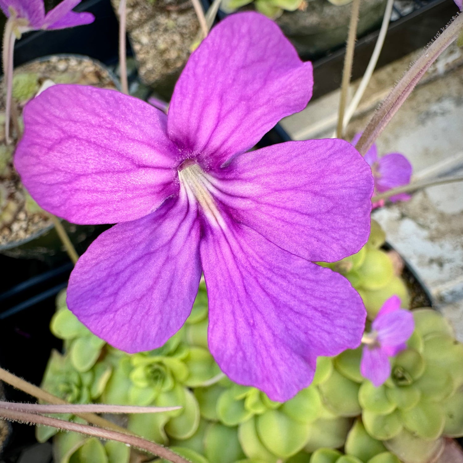 Pinguicula x ‘Dusky Heart’ BARE ROOT