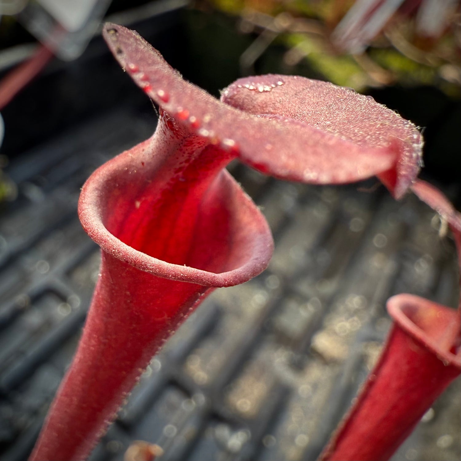 Sarracenia flava “Waccamaw Mix” Potted