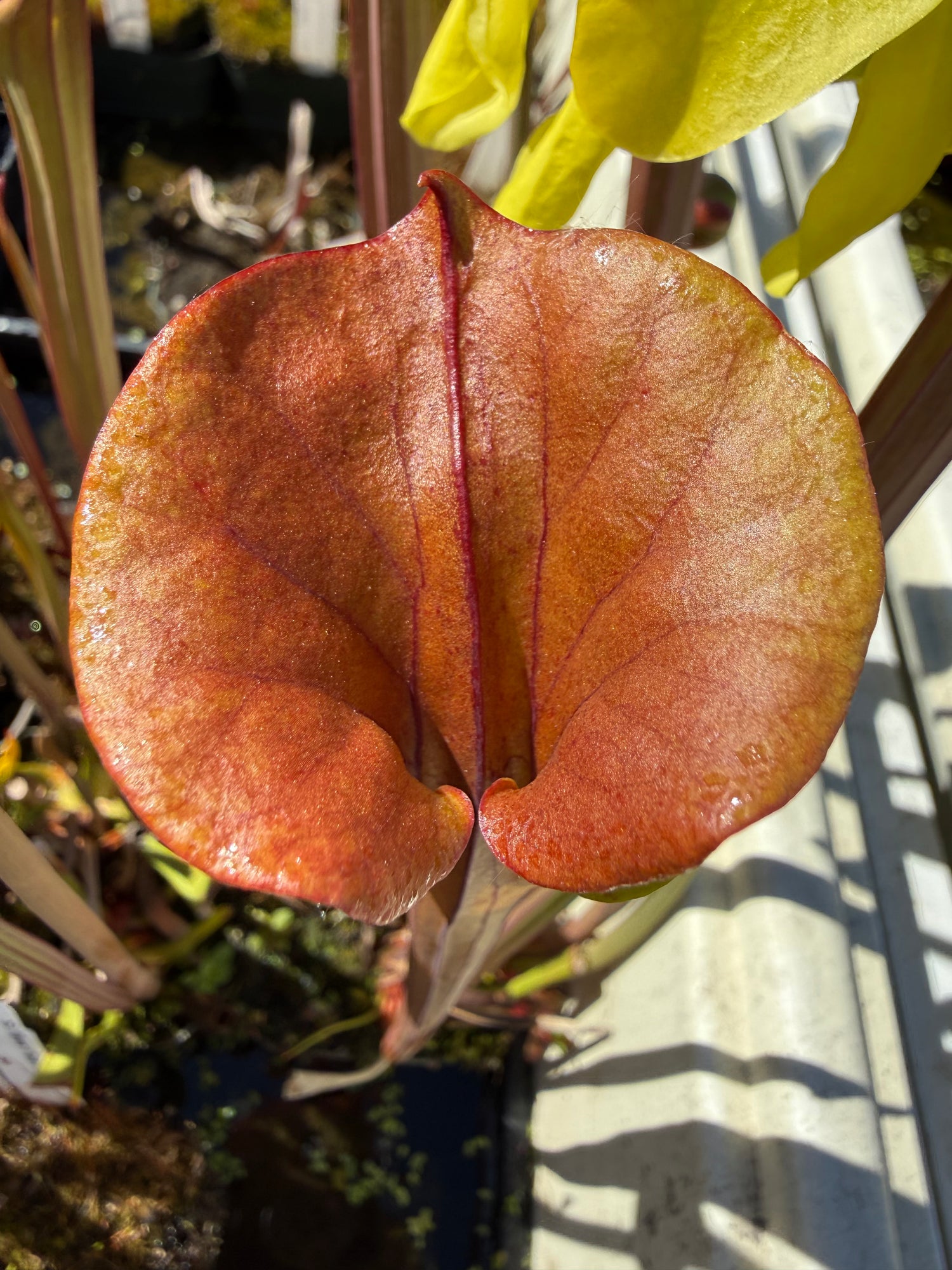 Sarracenia flava ‘Red Form’ Potted