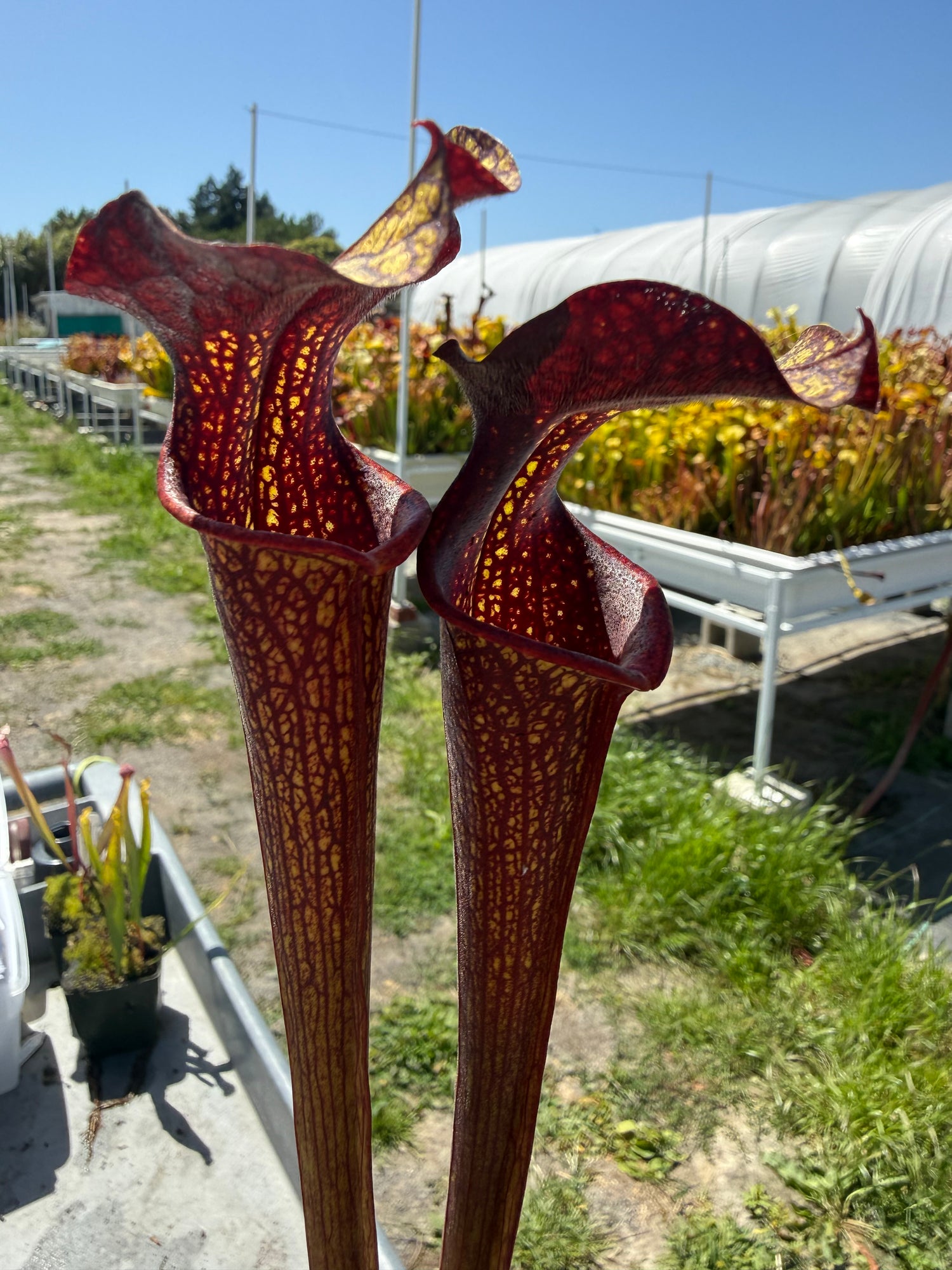 Sarracenia ( alata ‘Night’ x self ) x ( x ‘Royal Ruby ) DGH44 Potted