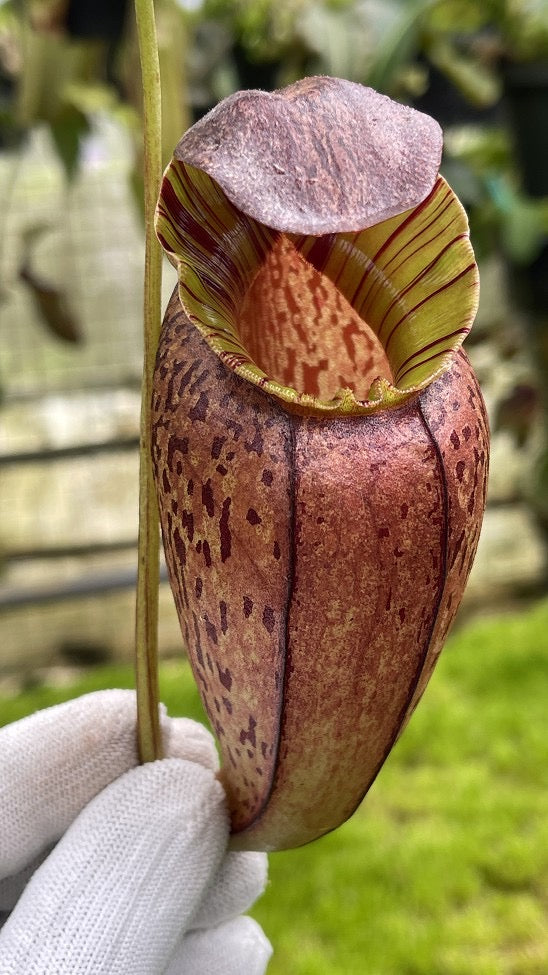Nepenthes spectabilis x tenuis Potted
