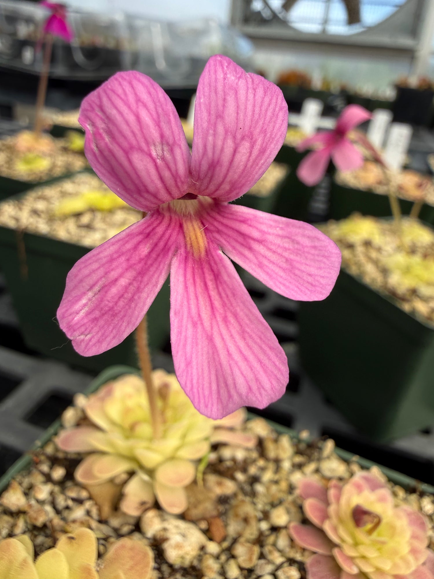 Pinguicula x “Arsenic & Old Lace” BARE ROOT