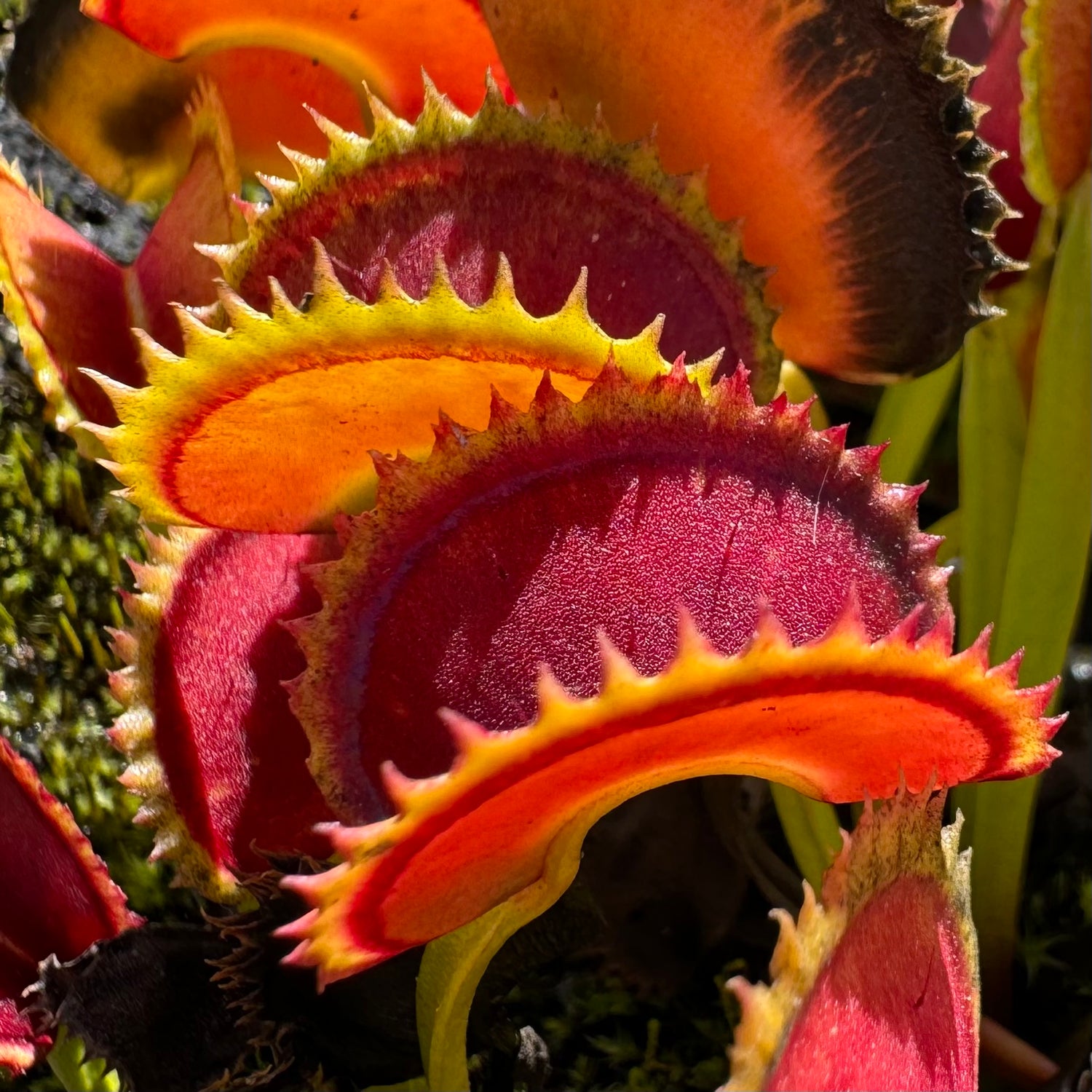 Dionaea m. ‘Trev’s Dracula' JH Potted
