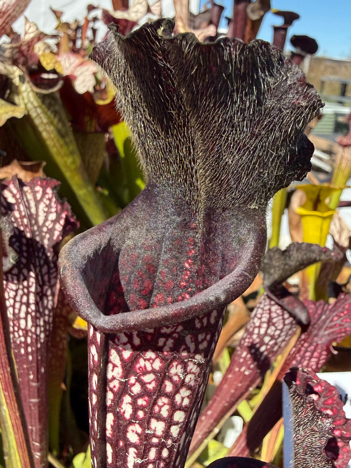 Sarracenia leucophylla ‘Black Sheer’ Potted