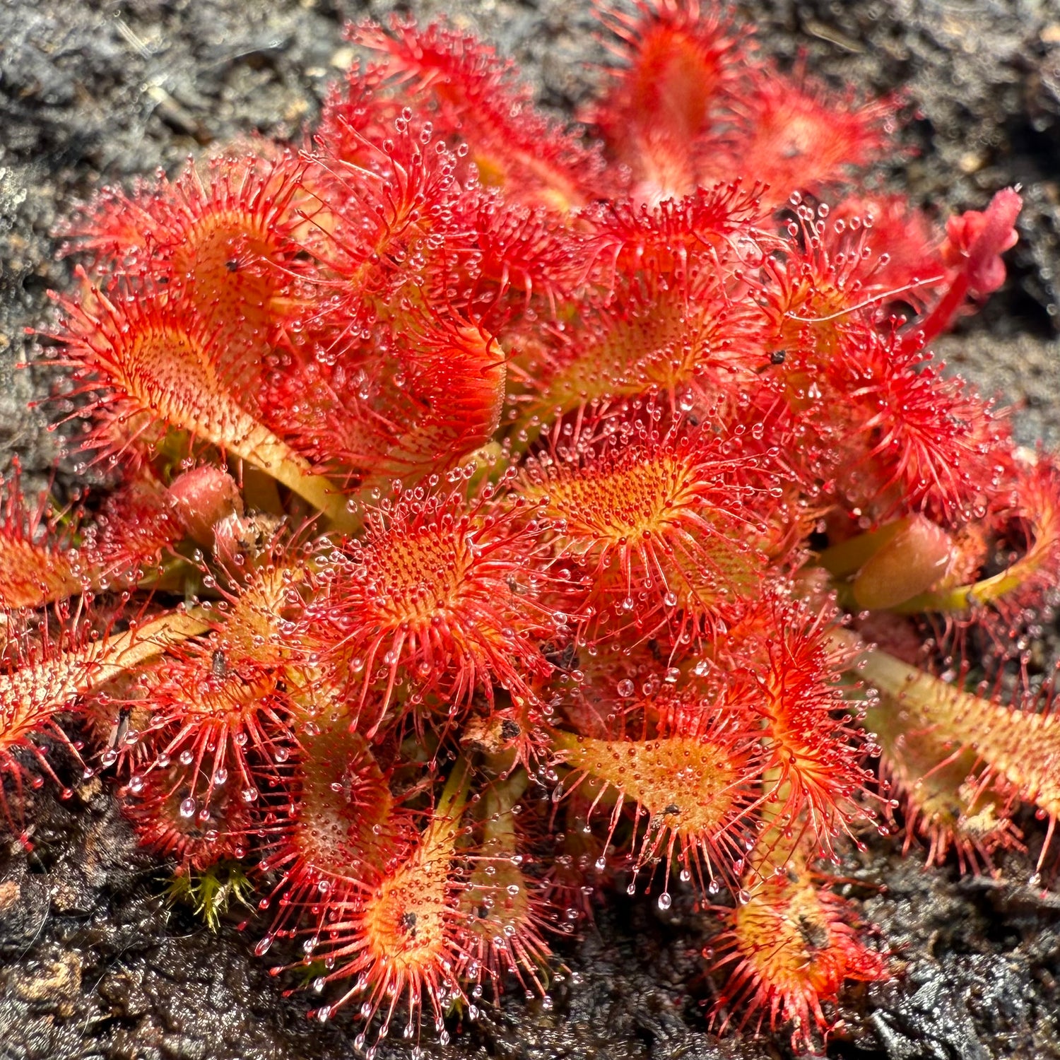 Drosera spatulata var. lovellae Potted