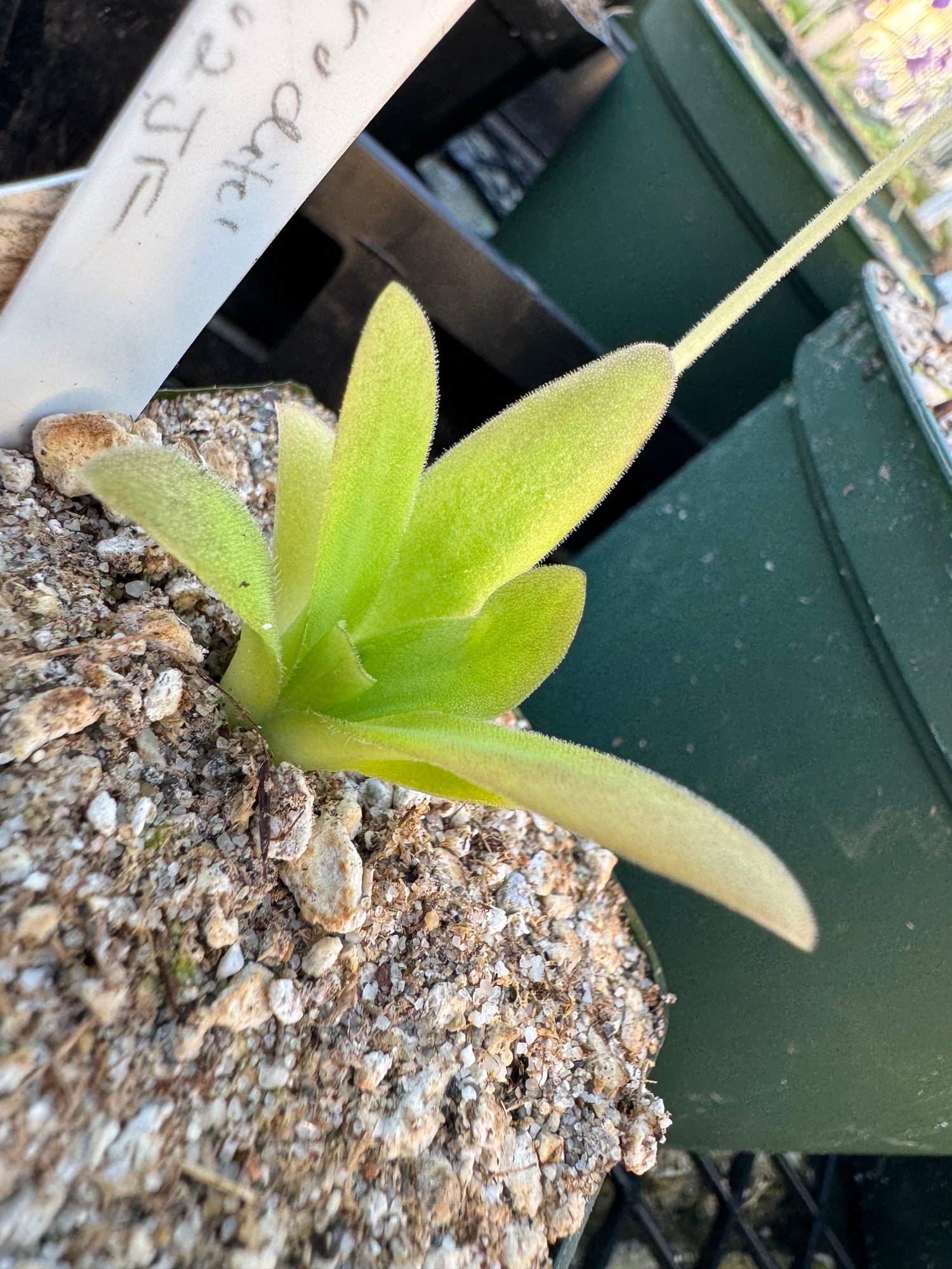 Pinguicula x ‘Aphrodite’ BARE ROOT