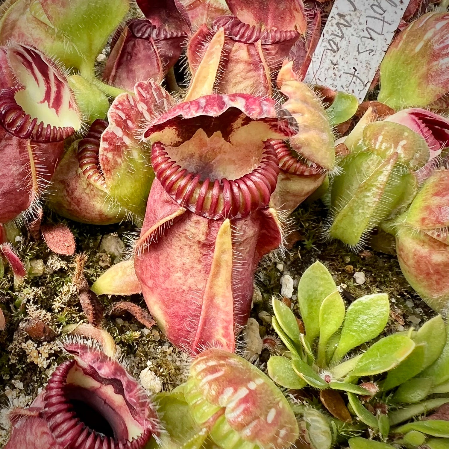 Cephalotus follicularis "Norma" Potted