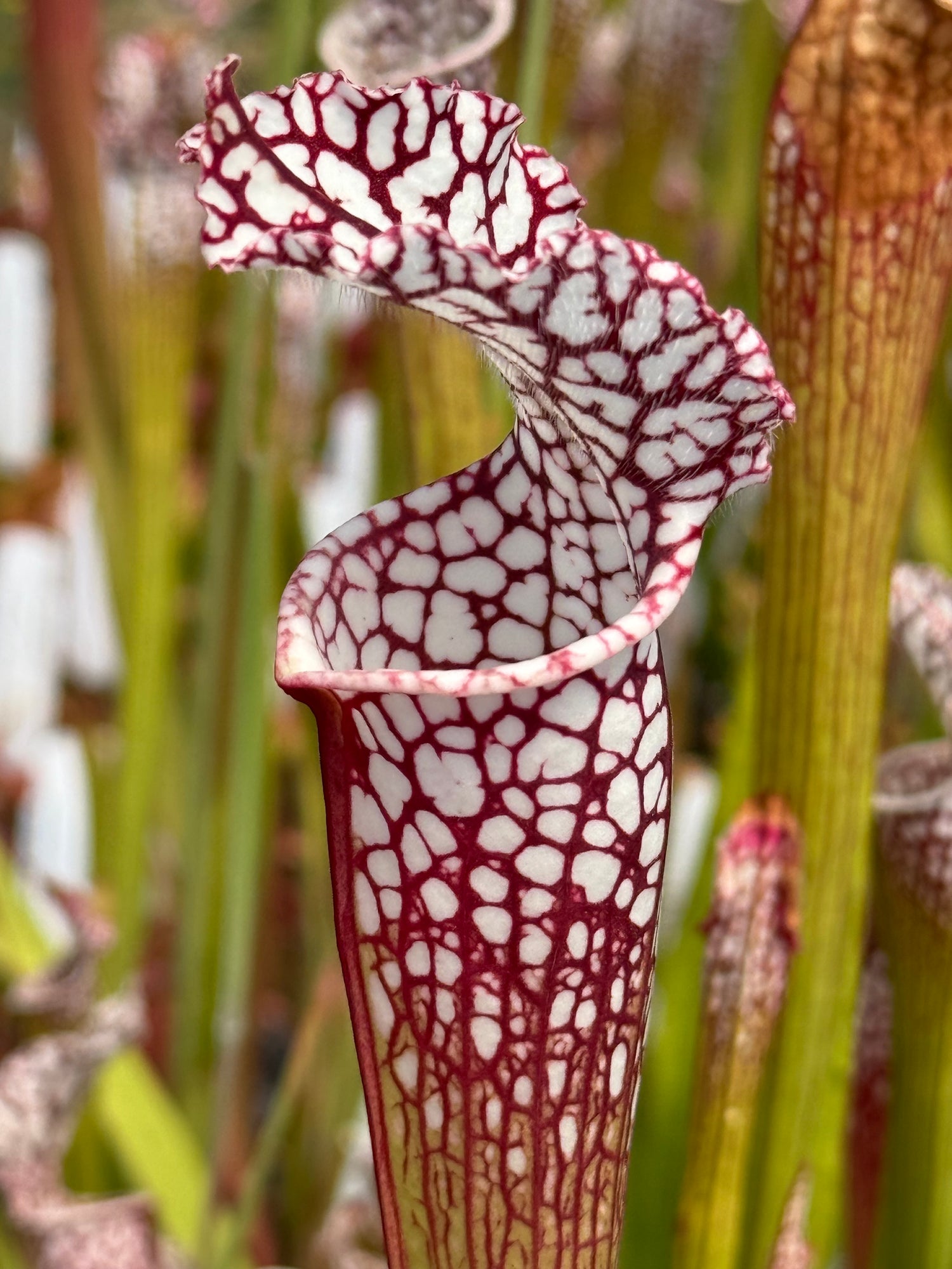Sarracenia leucophylla "Last Site, Sumter Co, GA" Clone A Potted