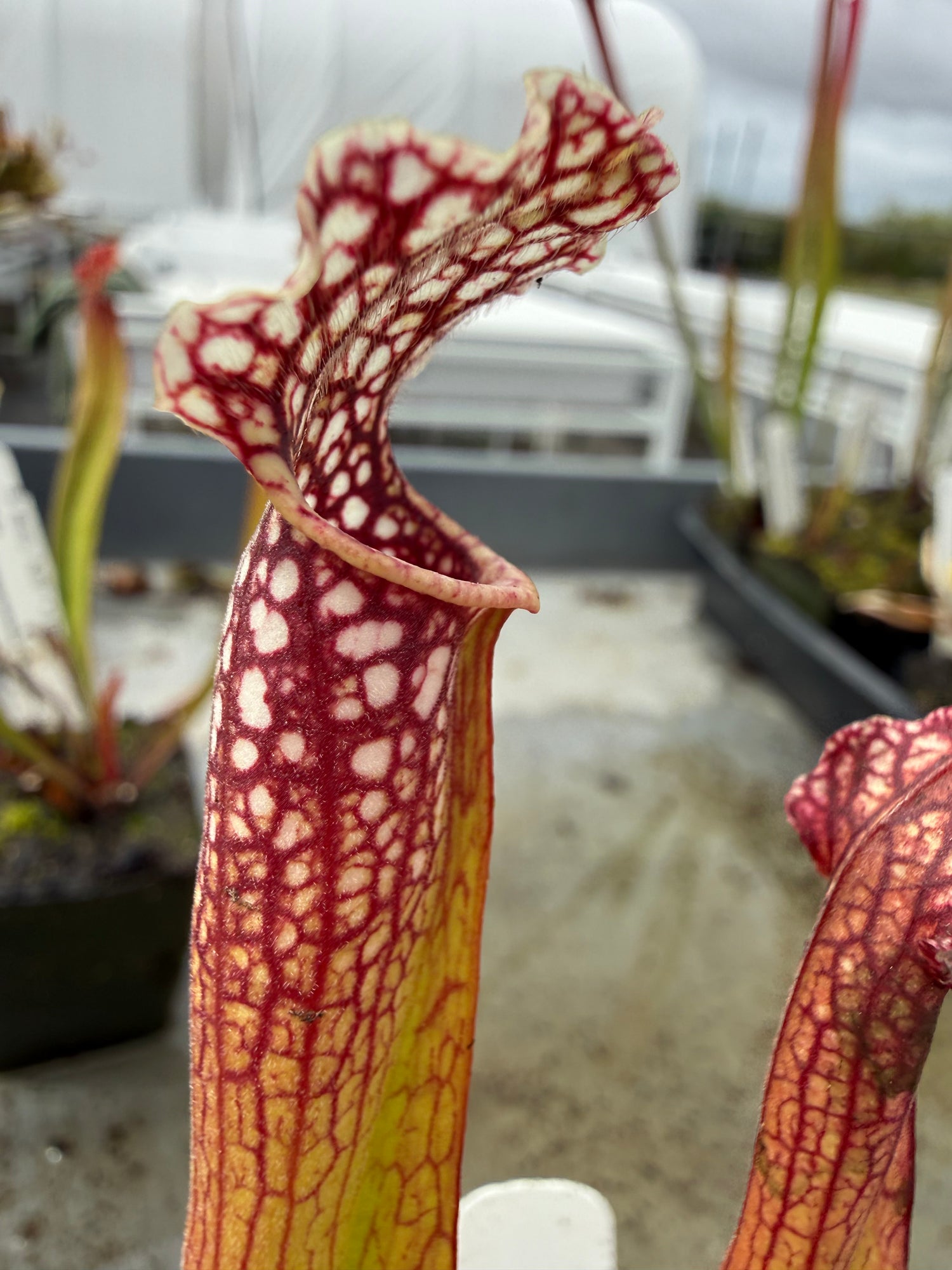 Sarracenia leucophylla “AJ01” x ( gulfensis alba x purpurea ssp purpurea antho-free ) RC Potted
