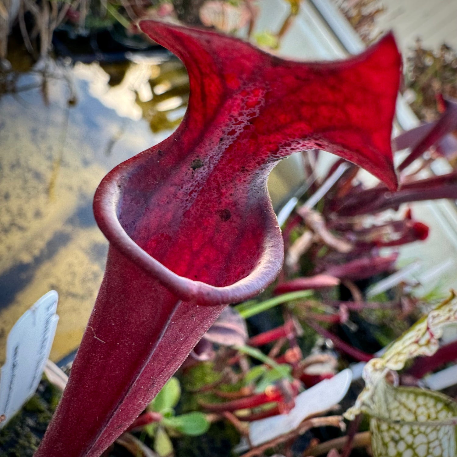 Sarracenia flava v. atropurpurea ‘Waccamaw’ x ( x ‘Roy Cheek’ ) Potted