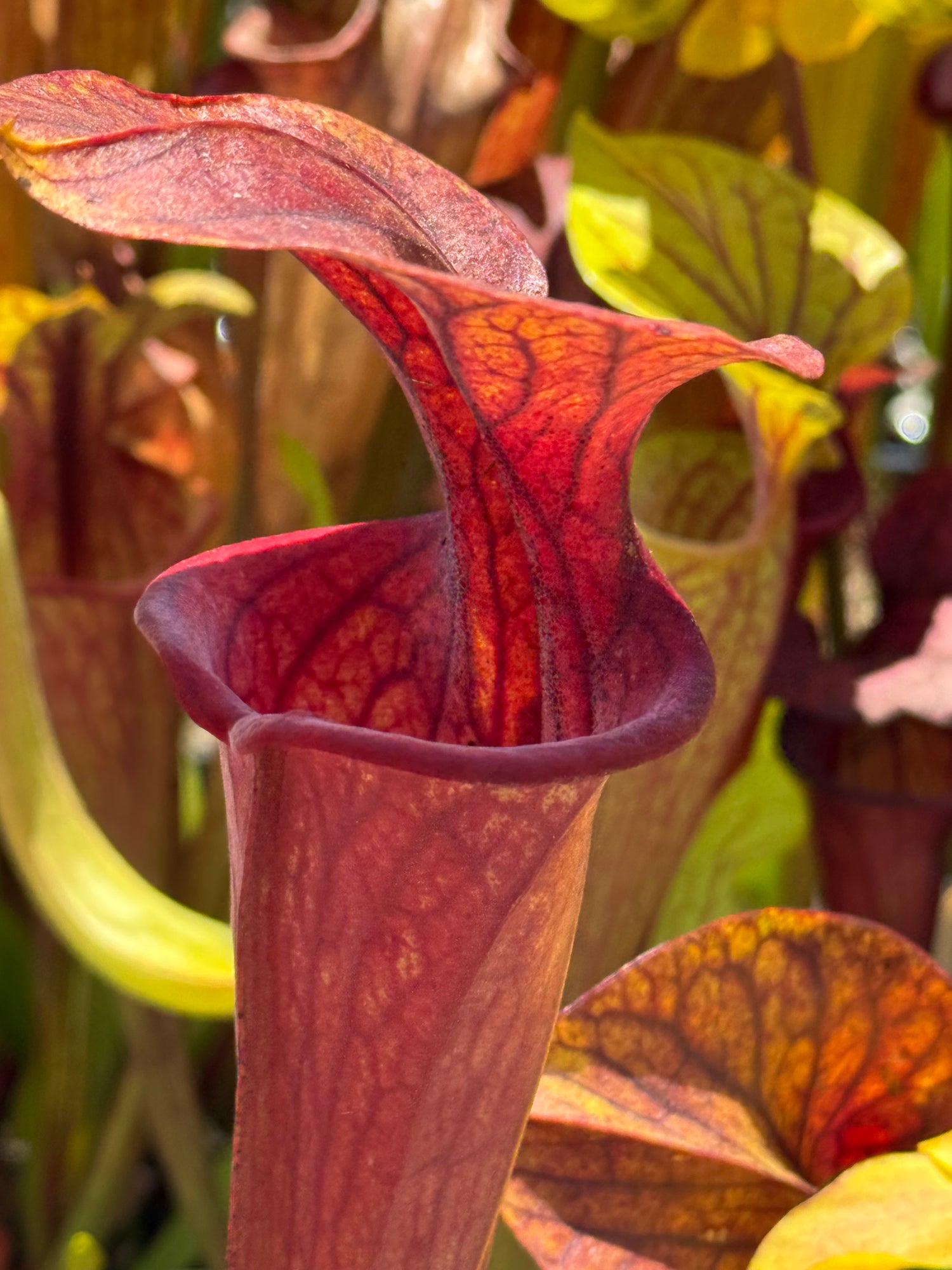 Sarracenia oreophila "UCB x Sand Mountain" x flava var. ornata F-1 DG Potted
