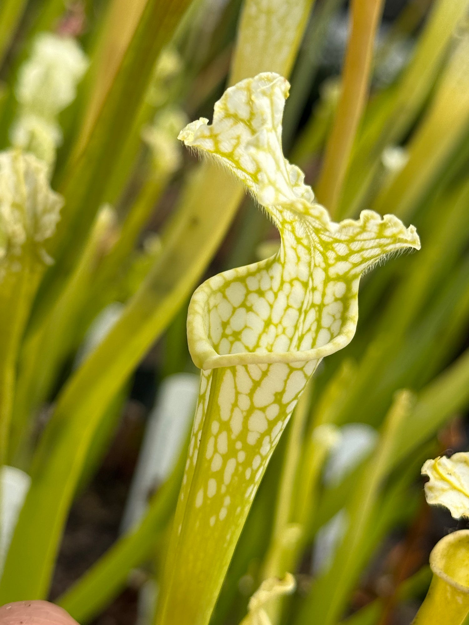 Sarracenia leucophylla anthocyanin-free “from Bob Scholl” DG Potted
