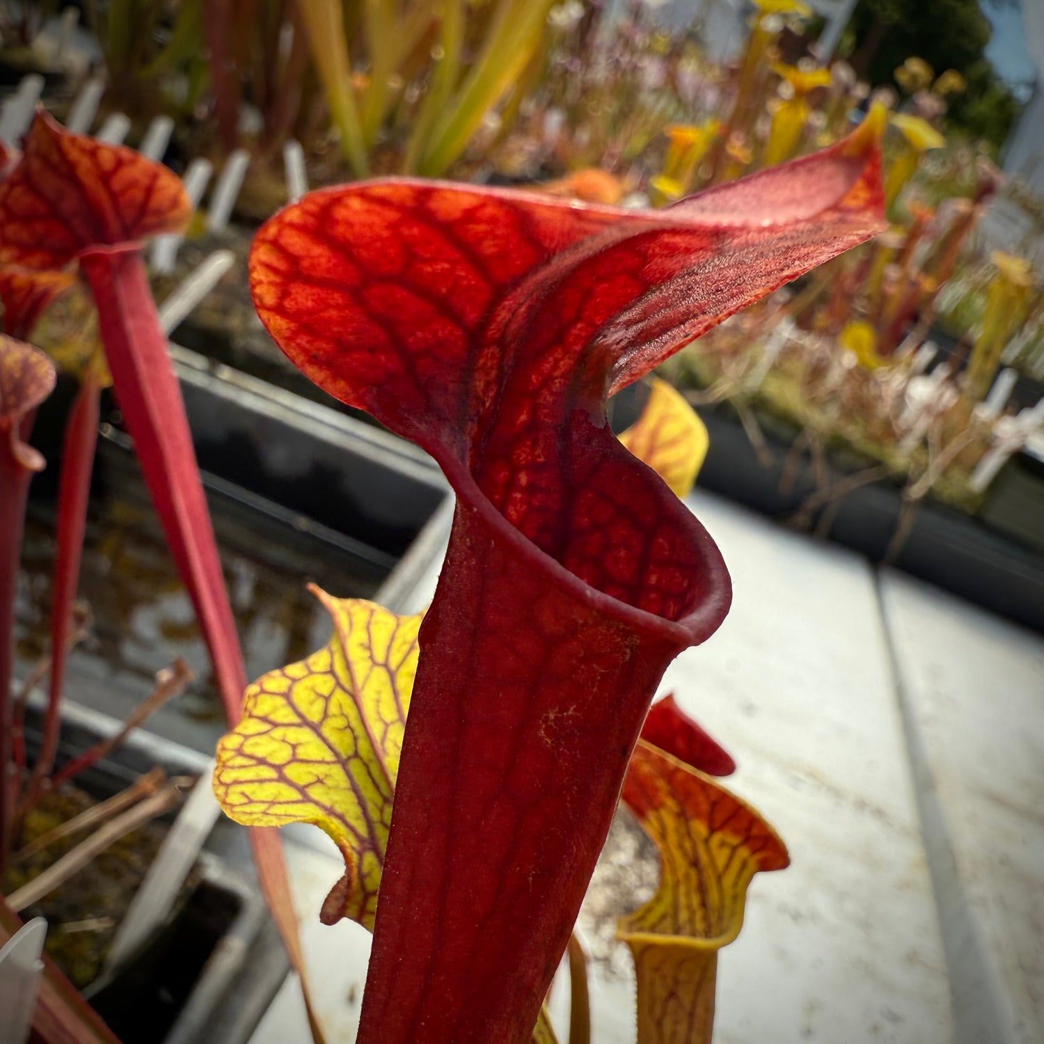 Sarracenia ( oreophila x flava “Giant” ) x ( x ‘Saurus’ ) Potted