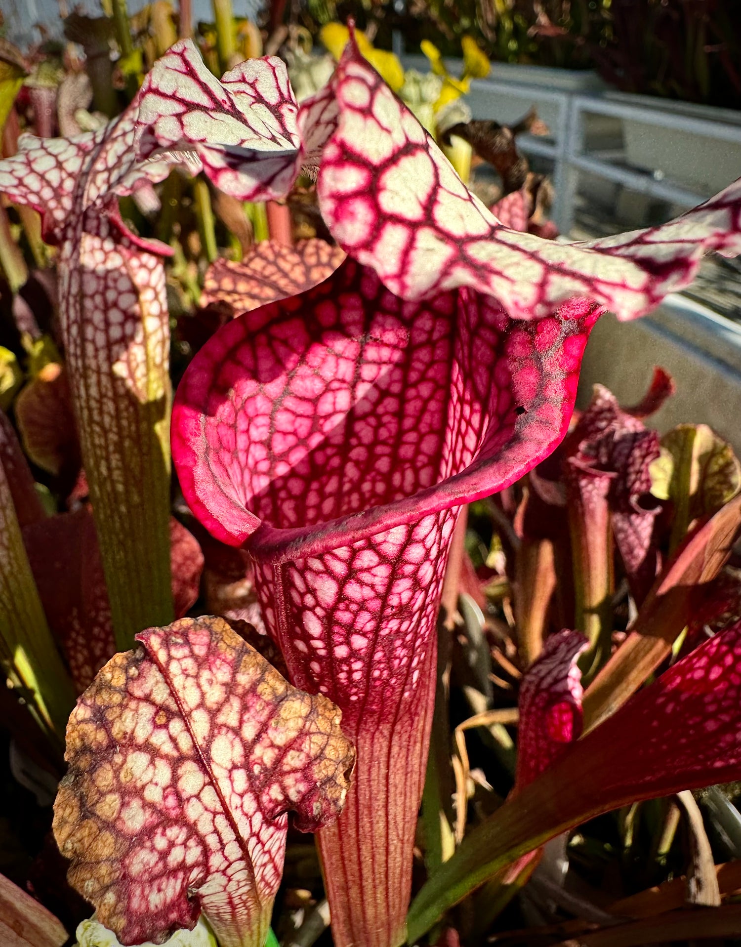 Sarracenia ( x ‘Saurus’ ) x leucophylla ‘Calen’s Super’ Potted