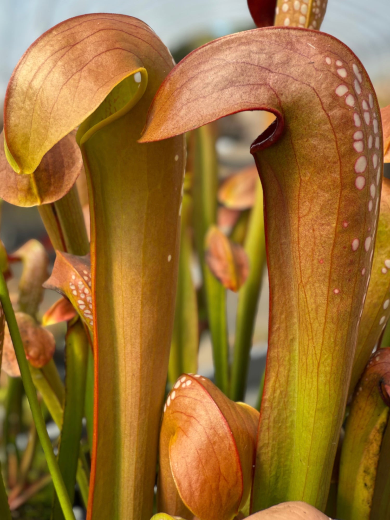 Sarracenia minor v. okefenokeensis “Wilder’s Best” Division Potted