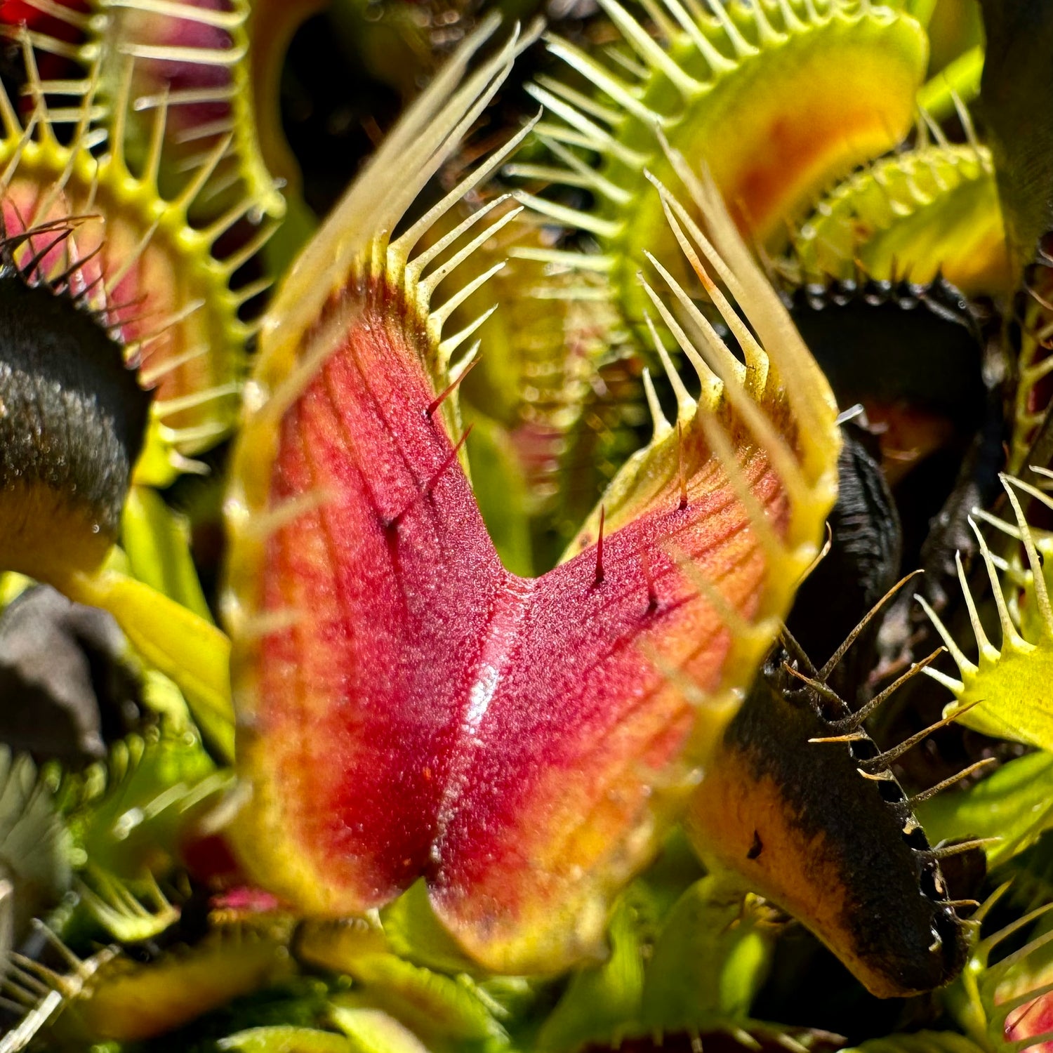 Dionaea m. ‘BCP Red Bull’ Potted