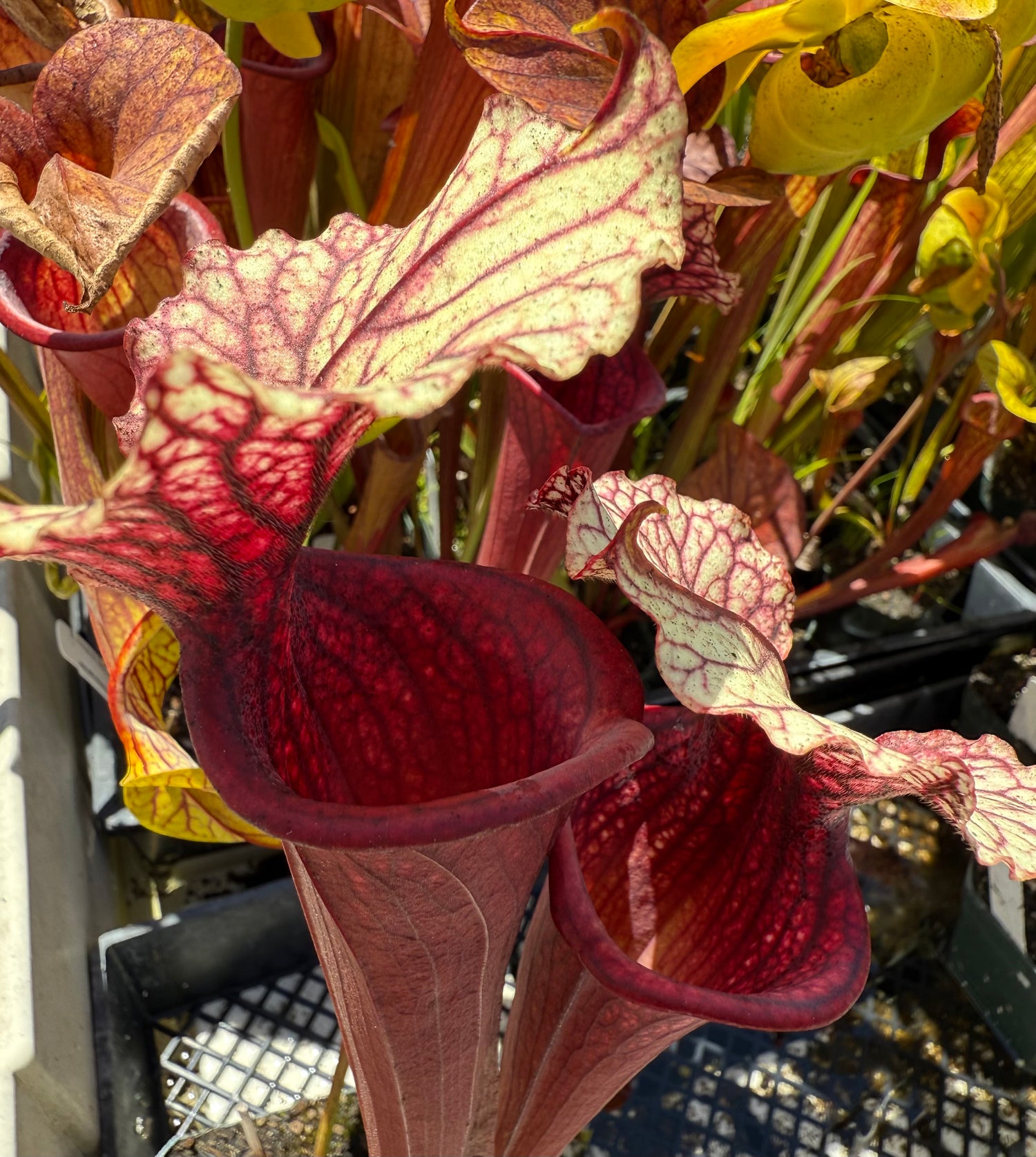 Sarracenia x moorei “MPF-1" DG Potted