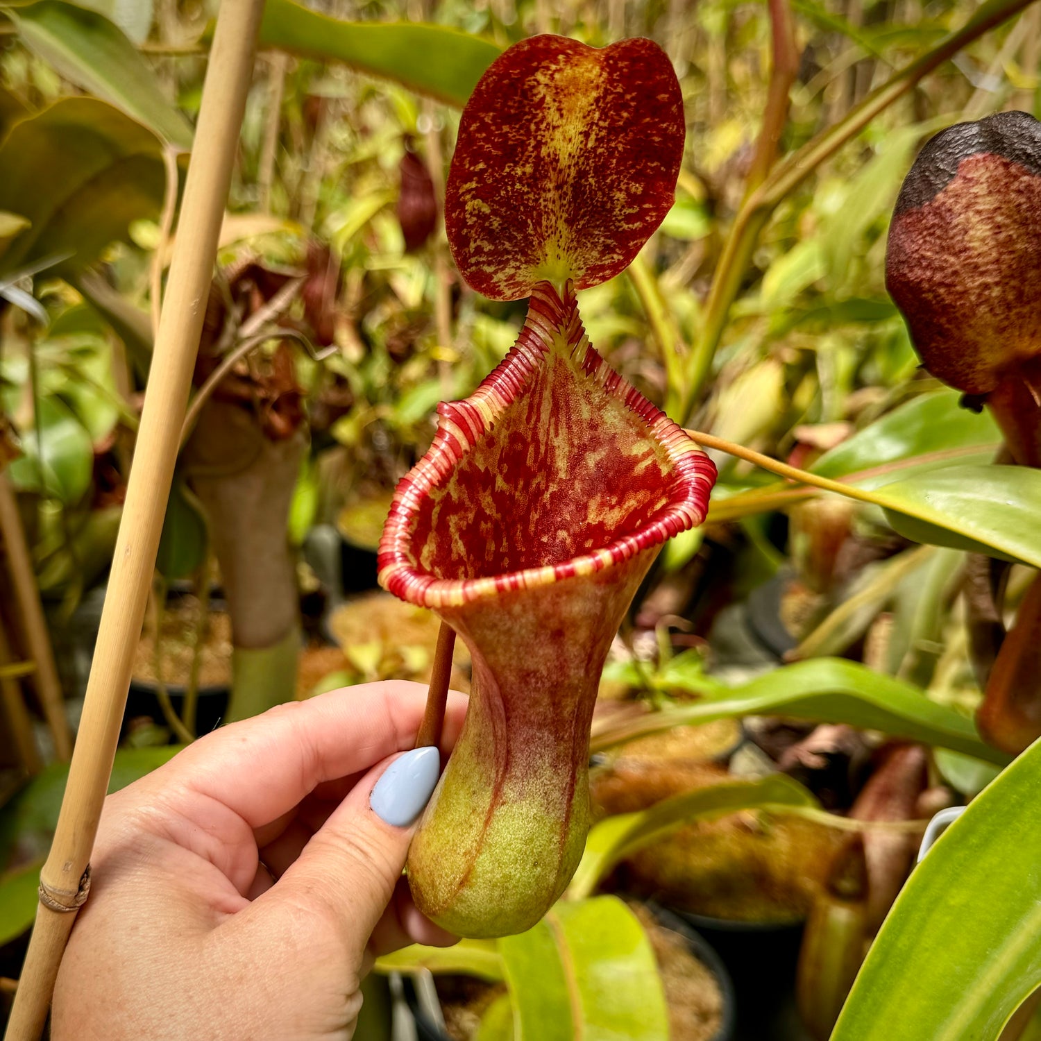 Nepenthes ( x ‘Peter D’Amato’ ) x edwardsiana “Giant” CalCarn Seed-Grown Potted