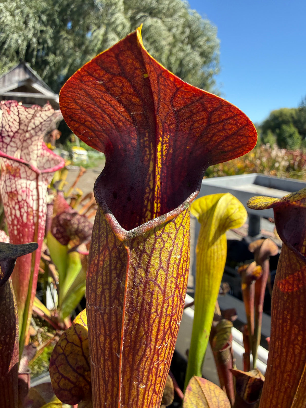 Sarracenia alata ‘Night’ Potted