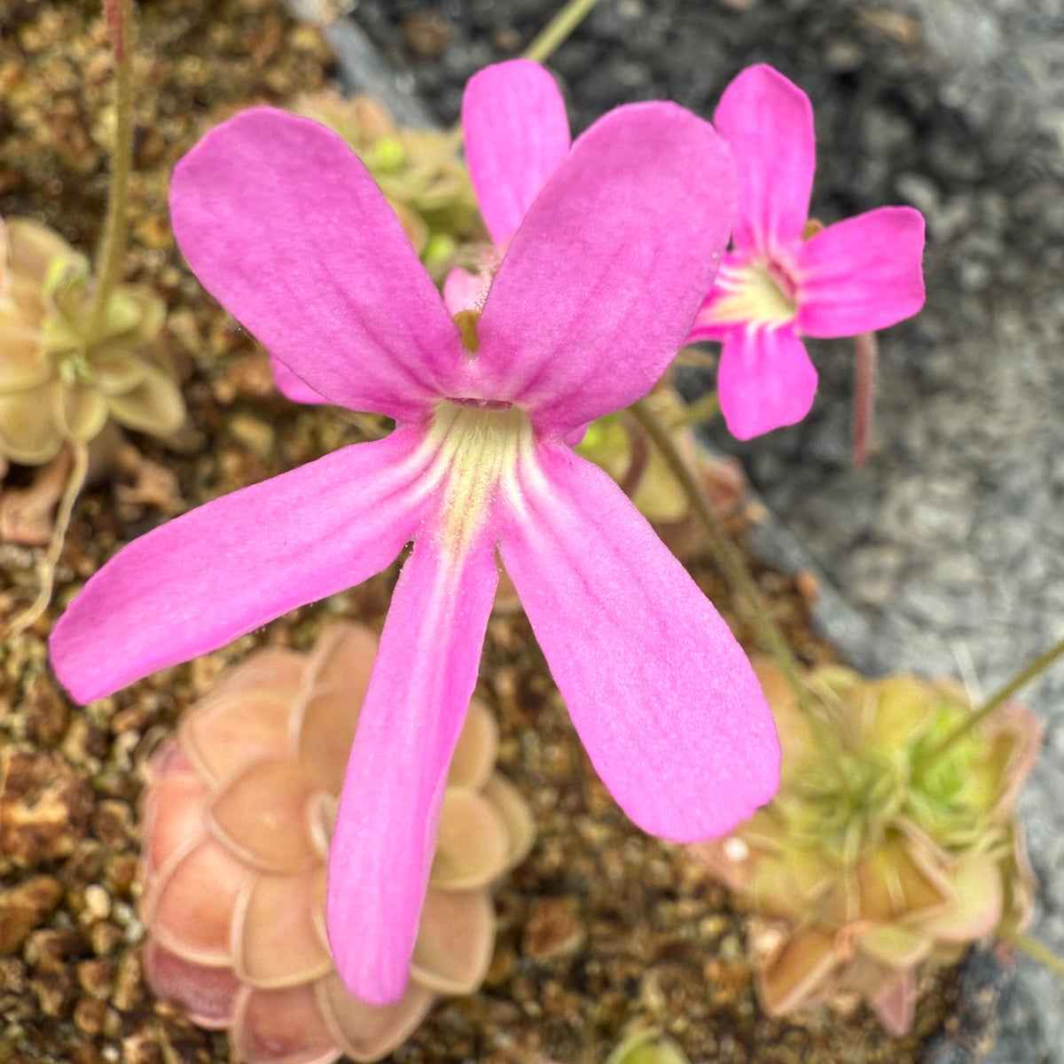 Pinguicula ehlersiae x mesophytica BARE ROOT