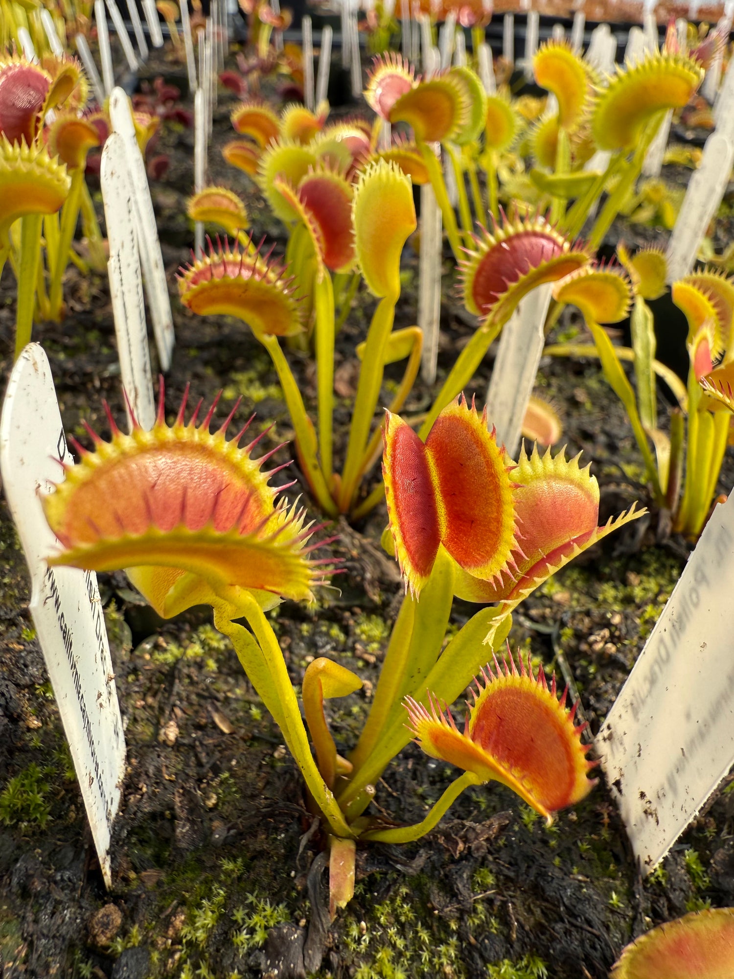 Dionaea m. ‘Polish Dracula’ JH Potted