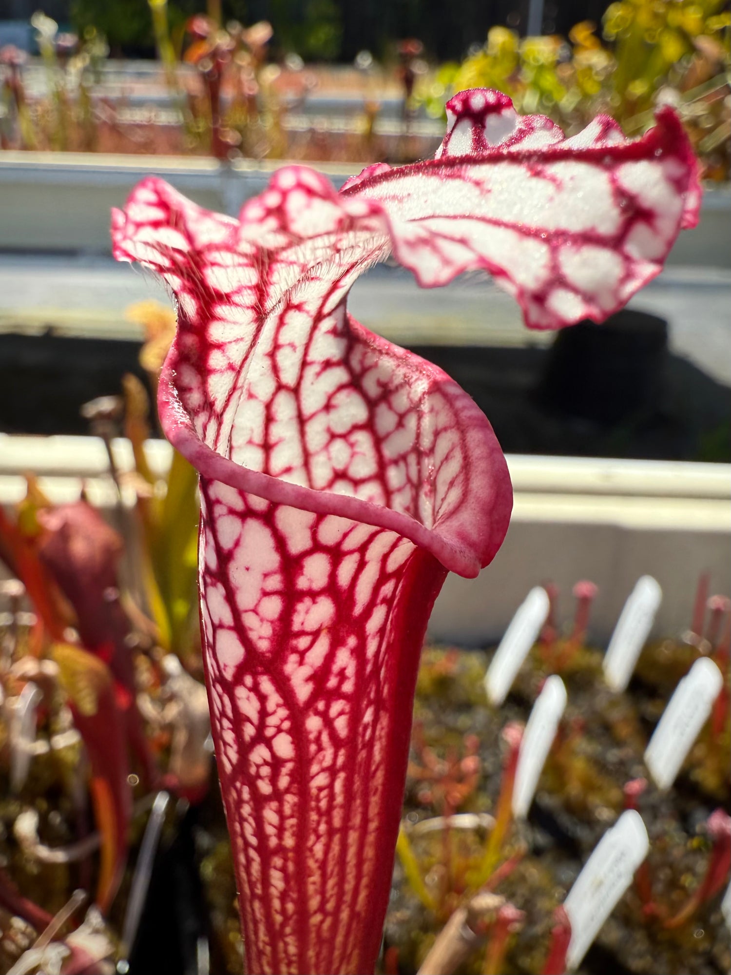 Sarracenia leucophylla Baldwin Co. “Great Lip” x leuc. ‘Calen’s Super’ Potted