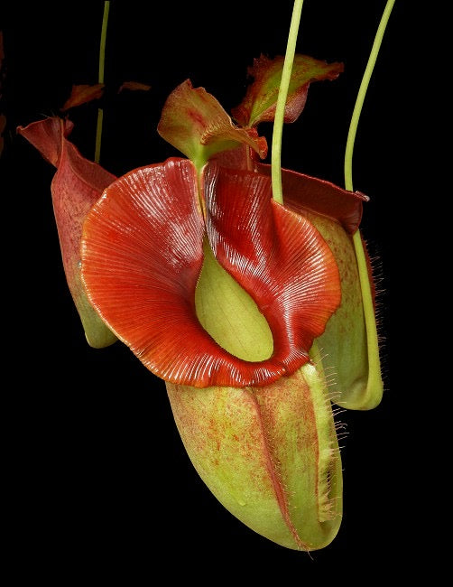 Nepenthes spathulata x jacquelineae Potted