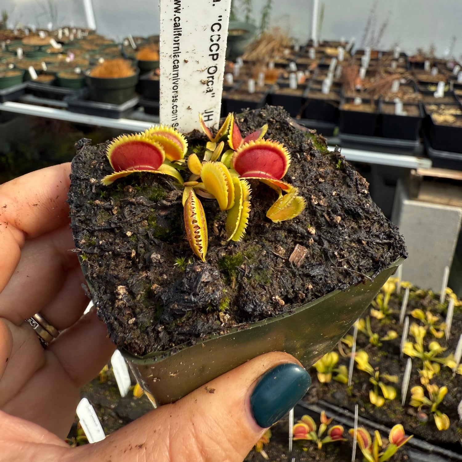 Dionaea m. “CCCP Orca” JH Potted