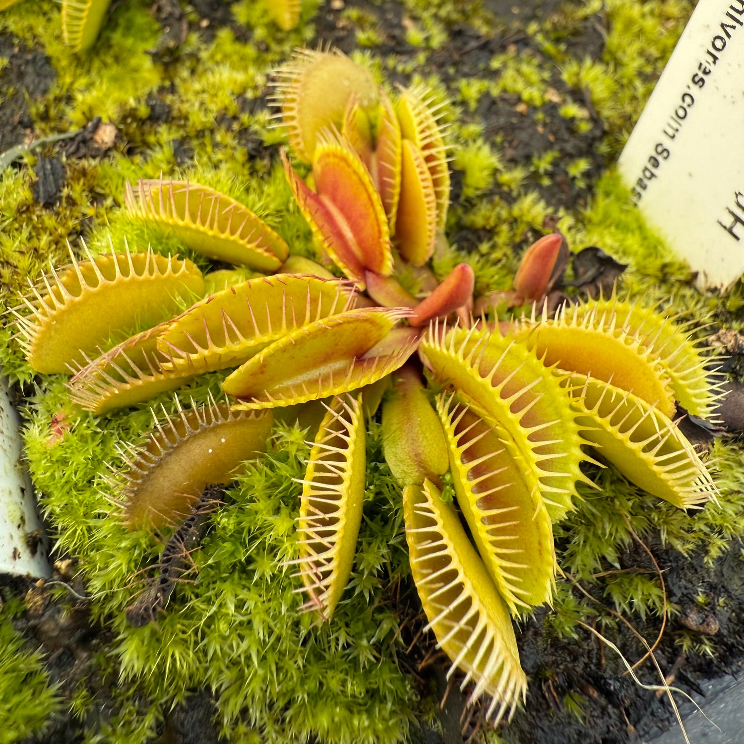 Dionaea m. “Cluster Trap” JH Potted