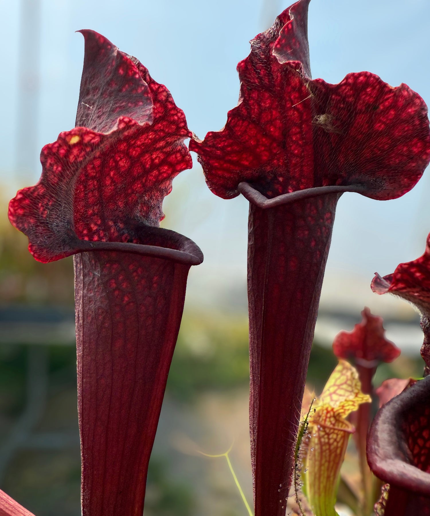 Sarracenia ( purpurea ssp. venosa x rubra ) x leucophylla Potted