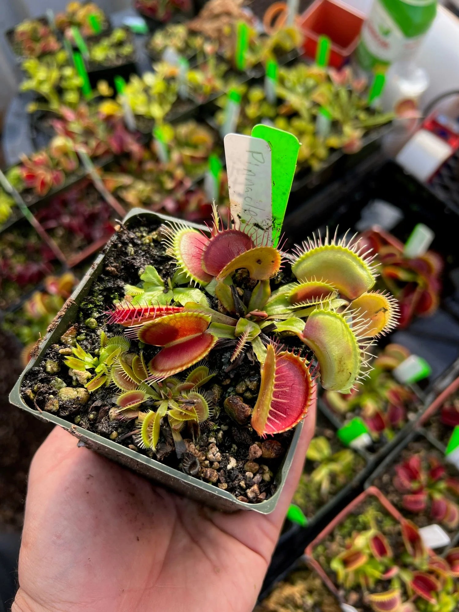 Dionaea m. ‘Pinnacle’ JH Potted
