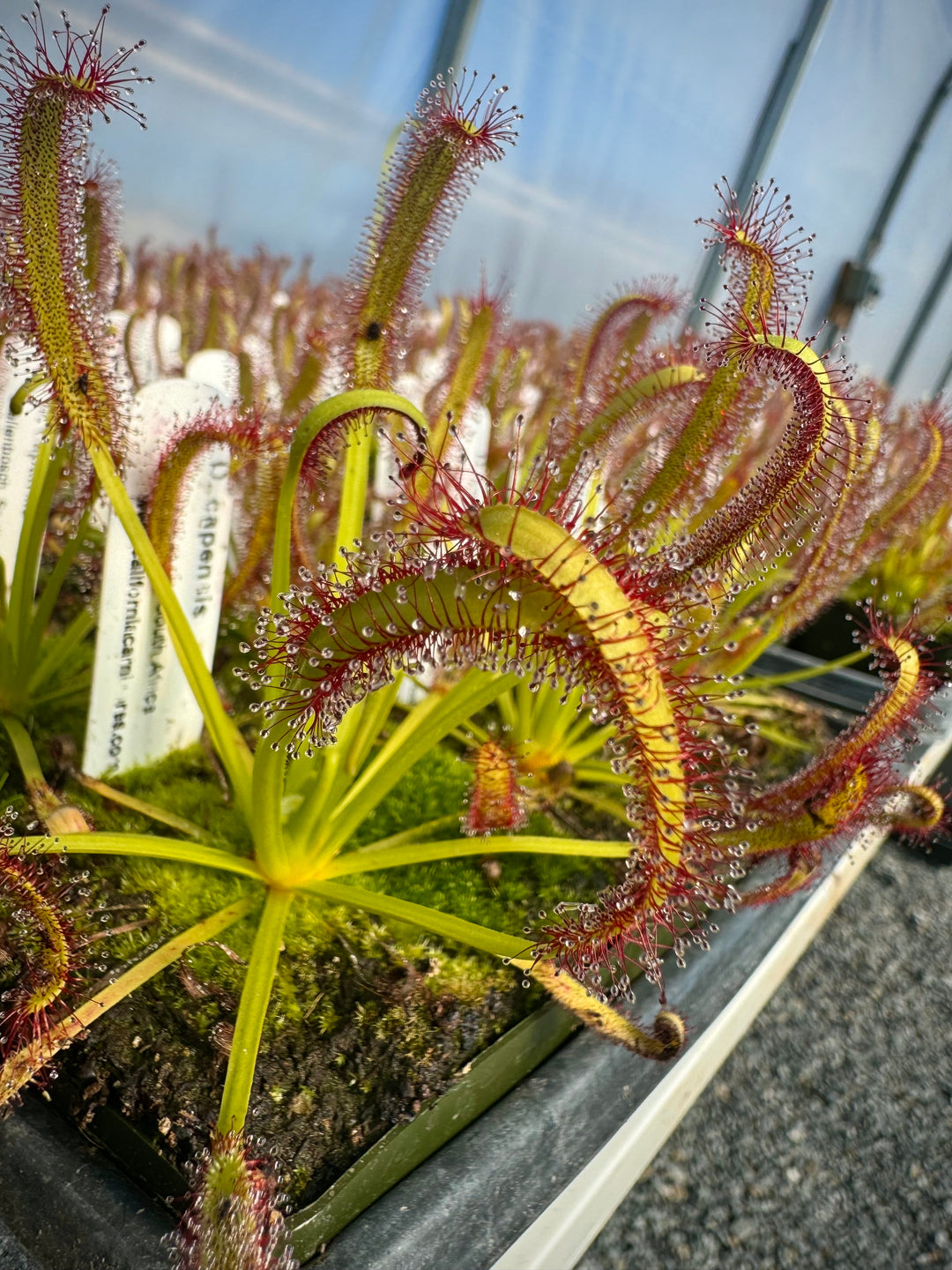 Drosera capensis “Stellenbosch, South Africa” Potted