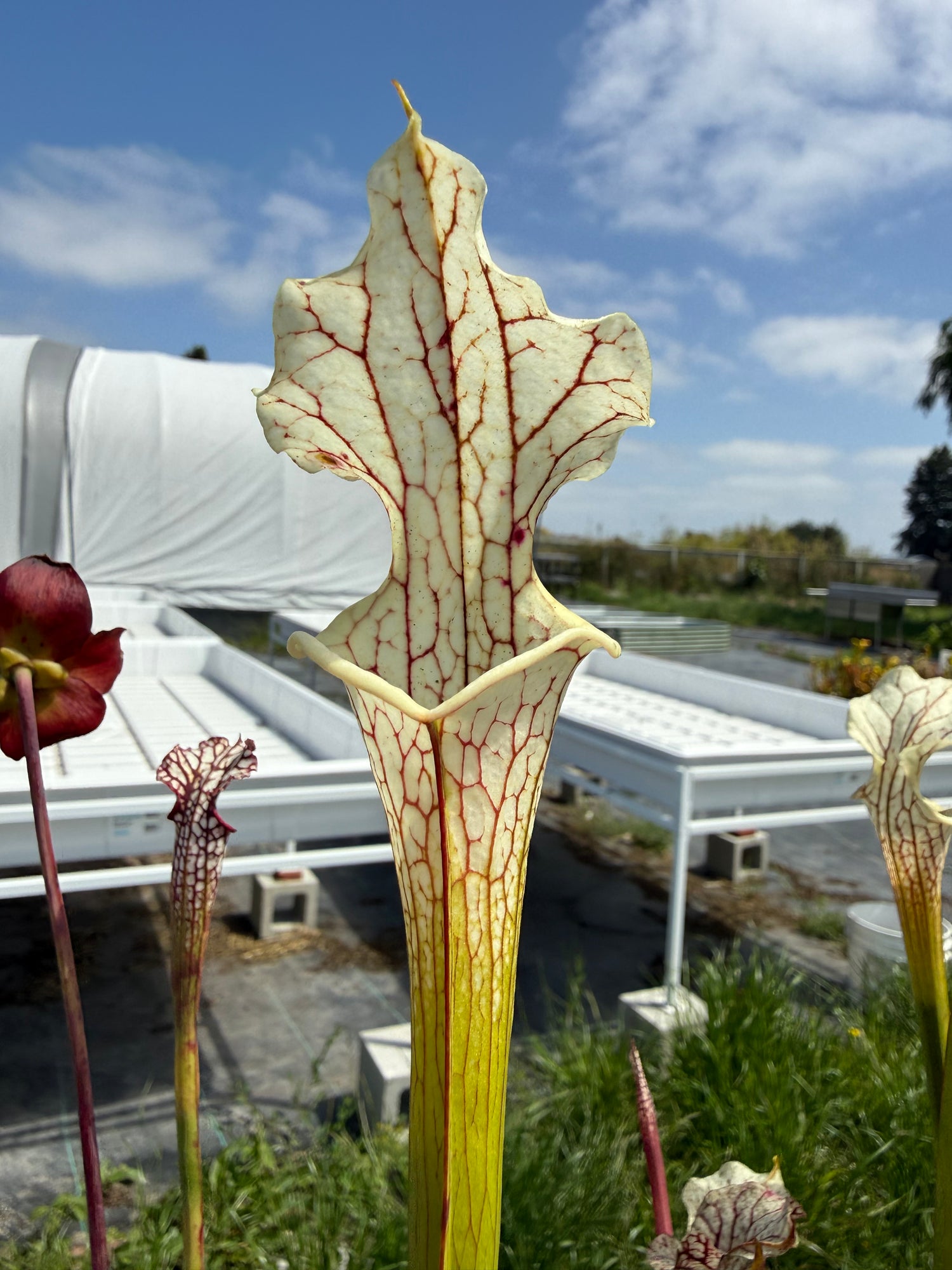 Sarracenia leucophylla ‘Schnell’s Ghost’ x ( x ‘Adrian Slack’ ) “Select DGH4” Potted