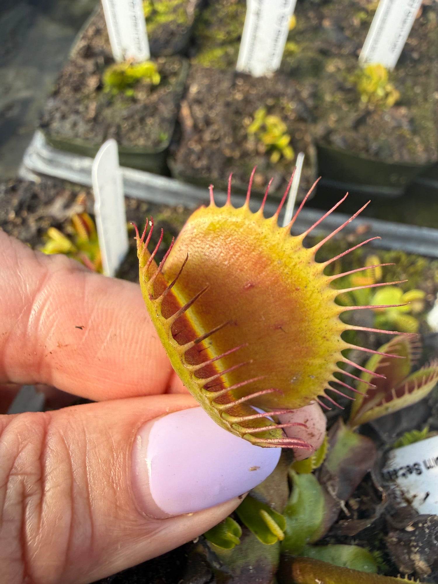 Dionaea m. 'G-17 Megatraps' Potted