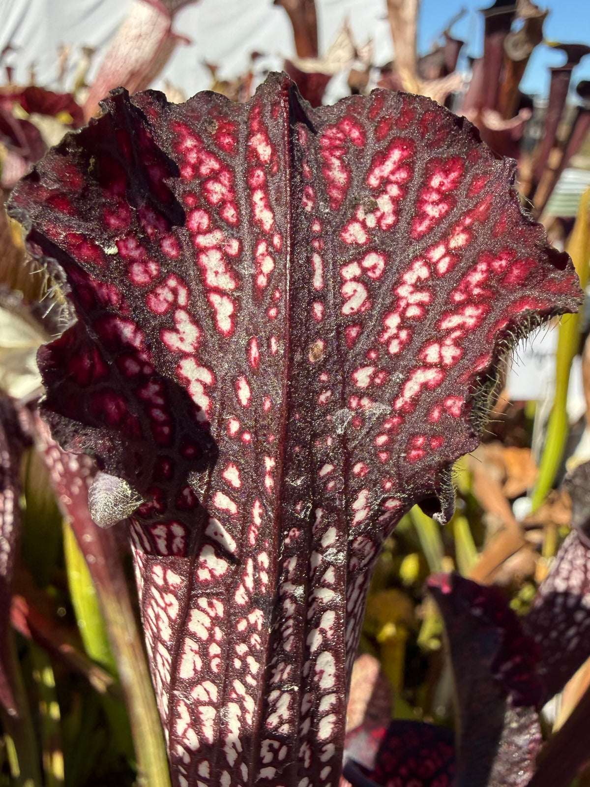 Sarracenia leucophylla ‘Black Sheer’ Potted