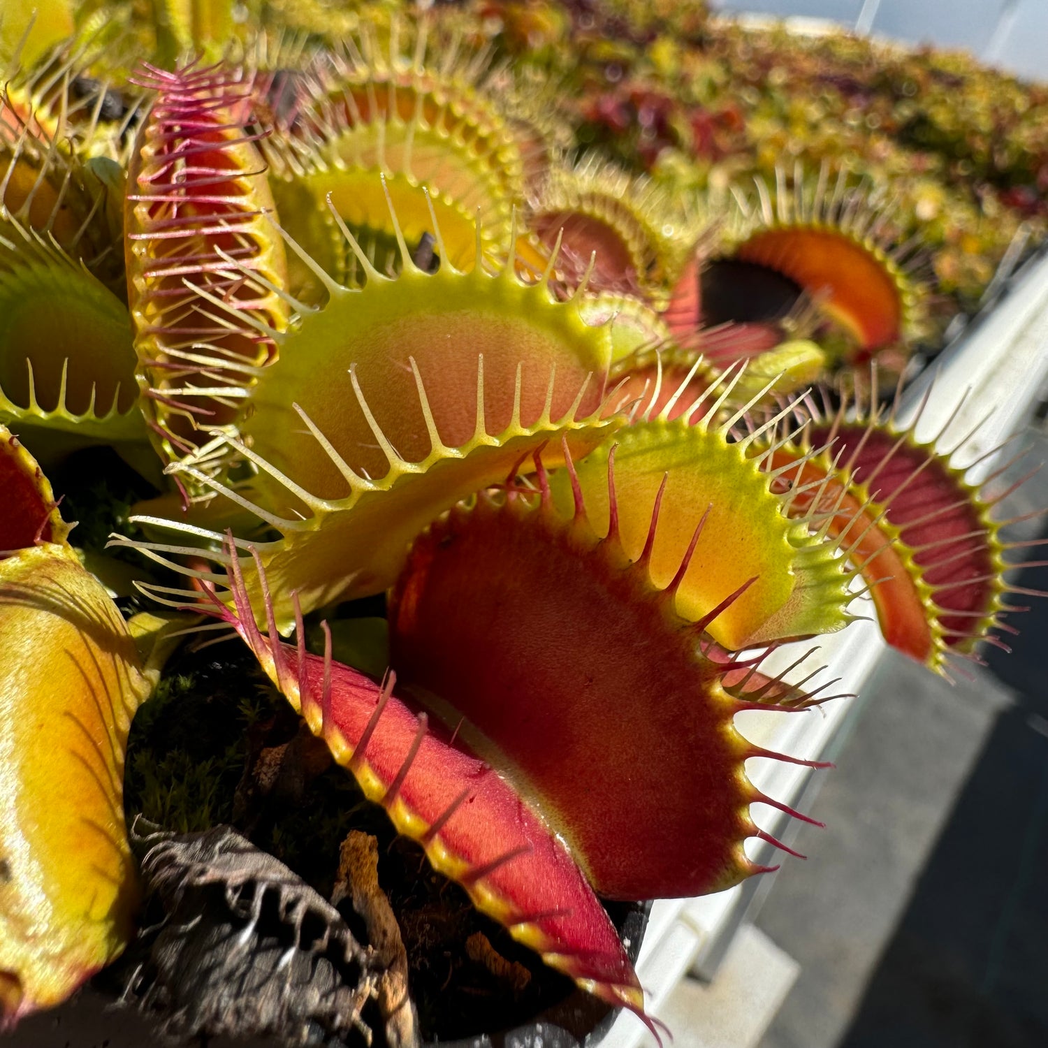 Dionaea m. 'Mega Traps' Potted
